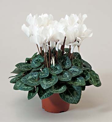 Potililled- varsti tulekul!