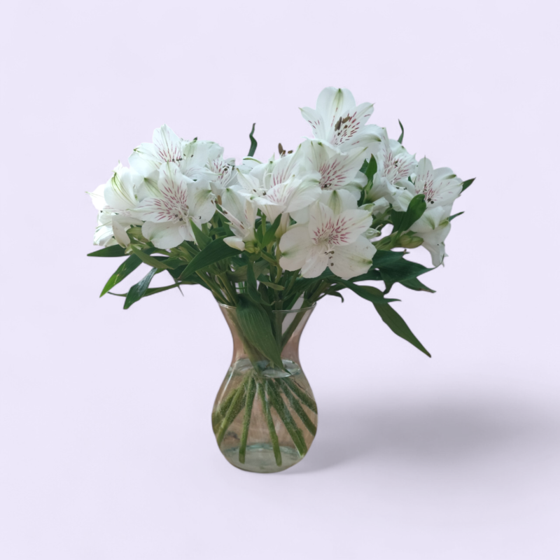 alstromeeriatest lillekimp ( 10 tk)