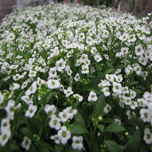 kivikilbik