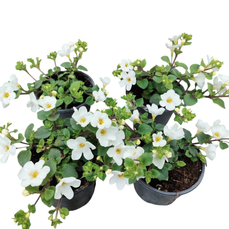 sutera ( bacopa)