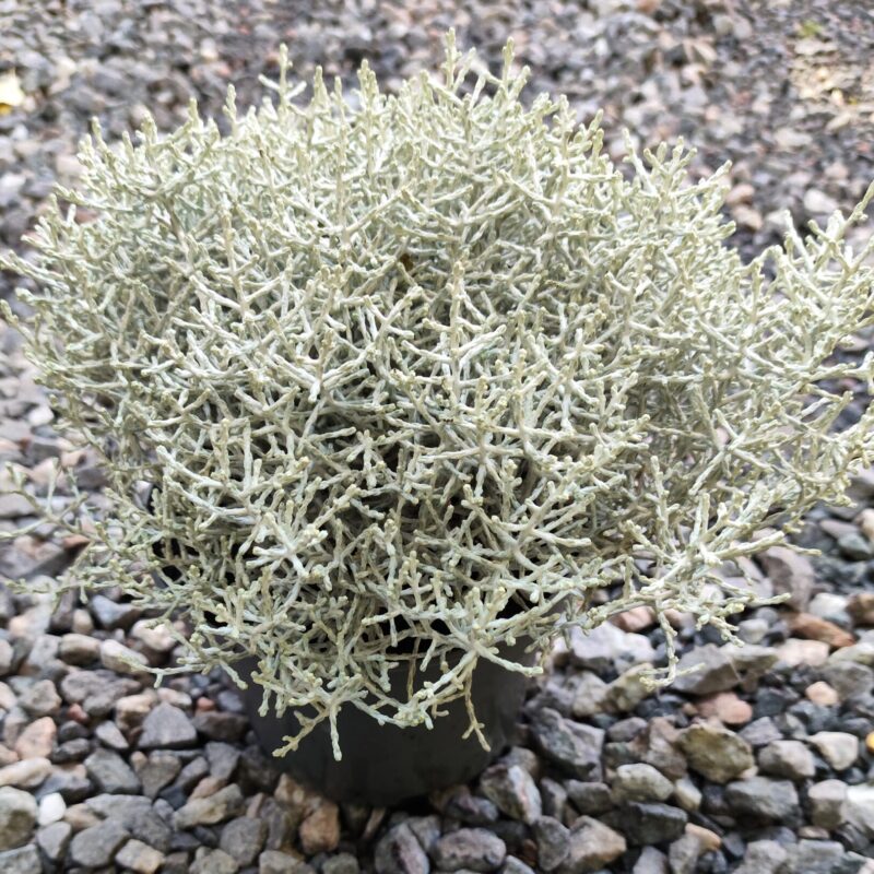calocepalus