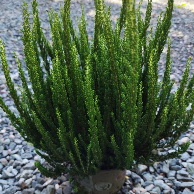 kanarbik roheline